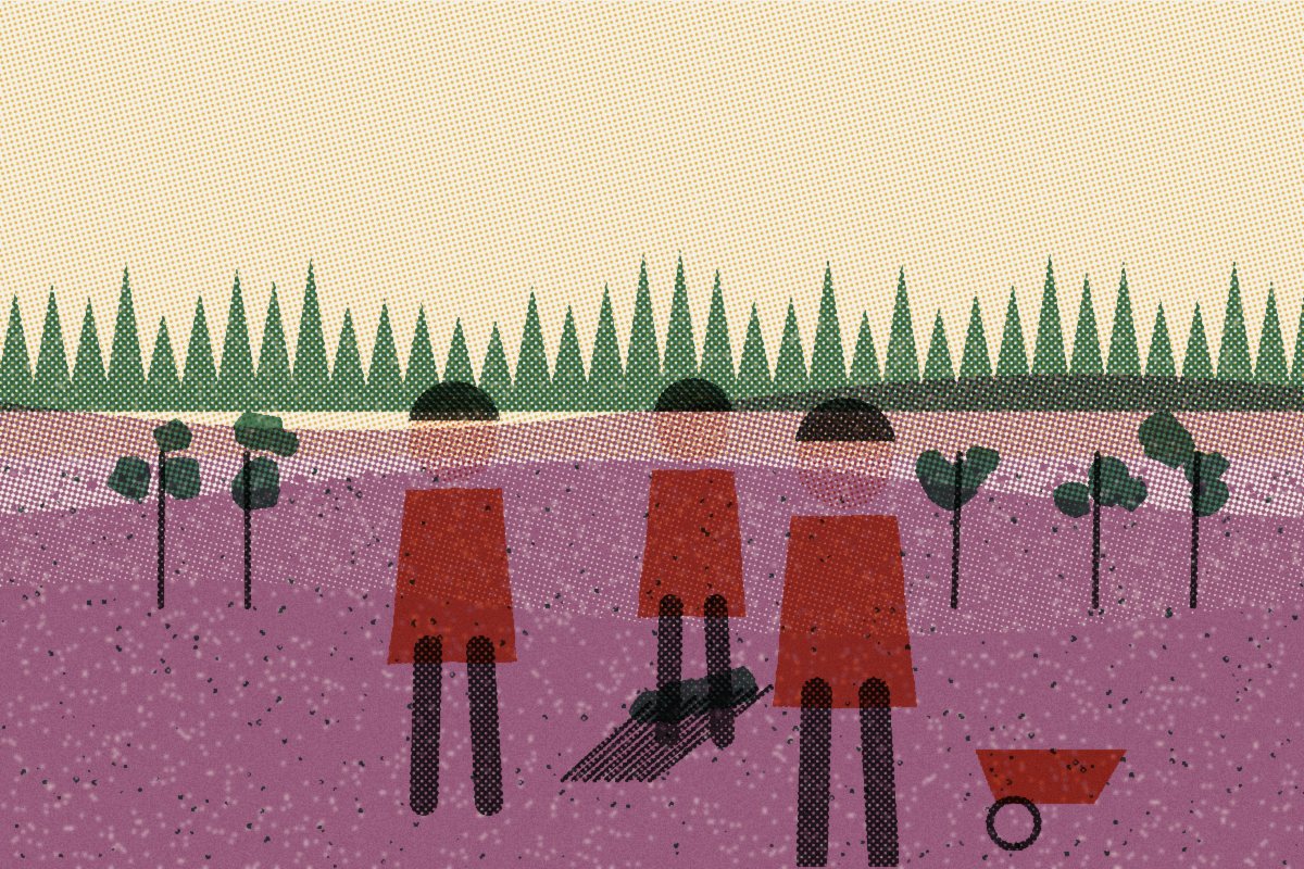 Illustratie: vrijwilligers in oranje hesjes halen jonge berken weg uit paarse heide.